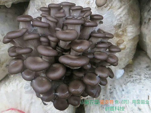 平菇-用多種農(nóng)作物廢料袋栽
