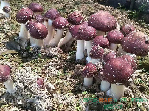 赤松茸栽培 赤松茸栽培