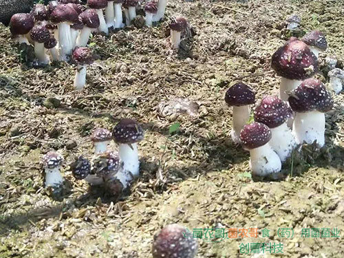 赤松茸栽培 赤松茸栽培