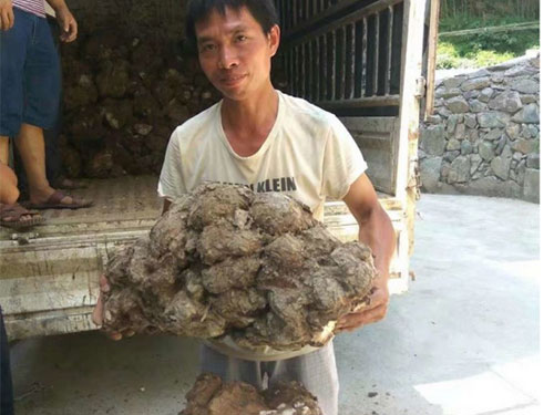 湖南創(chuàng)蕈農(nóng)業(yè)科技有限公司,懷化食用菌種植銷售,懷化羊肚菌種植銷售,懷化赤松茸種植銷售 湖南創(chuàng)蕈農(nóng)業(yè)科技有限公司,懷化食用菌種植銷售,懷化羊肚菌種植銷售,懷化赤松茸種植銷售