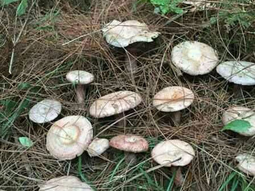 湖南創(chuàng)蕈農業(yè)科技有限公司,懷化食用菌種植銷售,懷化羊肚菌種植銷售,懷化赤松茸種植銷售 湖南創(chuàng)蕈農業(yè)科技有限公司,懷化食用菌種植銷售,懷化羊肚菌種植銷售,懷化赤松茸種植銷售