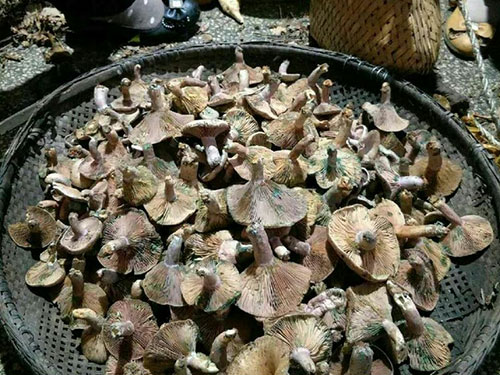 湖南創(chuàng)蕈農業(yè)科技有限公司,懷化食用菌種植銷售,懷化羊肚菌種植銷售,懷化赤松茸種植銷售 湖南創(chuàng)蕈農業(yè)科技有限公司,懷化食用菌種植銷售,懷化羊肚菌種植銷售,懷化赤松茸種植銷售