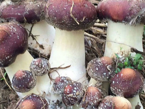 湖南創(chuàng)蕈農(nóng)業(yè)科技有限公司,懷化食用菌種植銷售,懷化羊肚菌種植銷售,懷化赤松茸種植銷售 湖南創(chuàng)蕈農(nóng)業(yè)科技有限公司,懷化食用菌種植銷售,懷化羊肚菌種植銷售,懷化赤松茸種植銷售