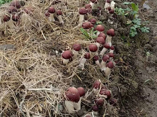 湖南創(chuàng)蕈農(nóng)業(yè)科技有限公司,懷化食用菌種植銷售,懷化羊肚菌種植銷售,懷化赤松茸種植銷售 湖南創(chuàng)蕈農(nóng)業(yè)科技有限公司,懷化食用菌種植銷售,懷化羊肚菌種植銷售,懷化赤松茸種植銷售