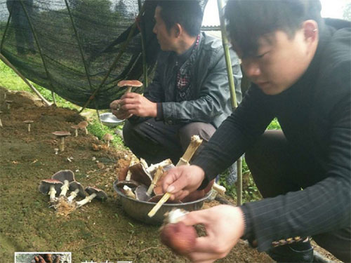 湖南創(chuàng)蕈農(nóng)業(yè)科技有限公司,懷化食用菌種植銷售,懷化羊肚菌種植銷售,懷化赤松茸種植銷售 湖南創(chuàng)蕈農(nóng)業(yè)科技有限公司,懷化食用菌種植銷售,懷化羊肚菌種植銷售,懷化赤松茸種植銷售