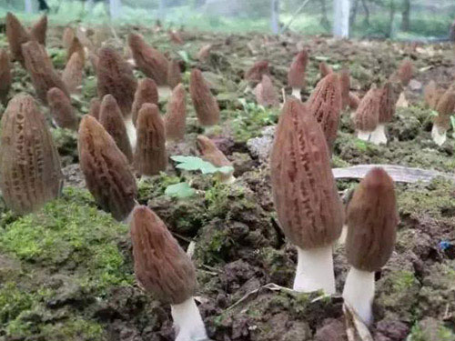 湖南創(chuàng)蕈農(nóng)業(yè)科技有限公司,懷化食用菌種植銷售,懷化羊肚菌種植銷售,懷化赤松茸種植銷售 湖南創(chuàng)蕈農(nóng)業(yè)科技有限公司,懷化食用菌種植銷售,懷化羊肚菌種植銷售,懷化赤松茸種植銷售