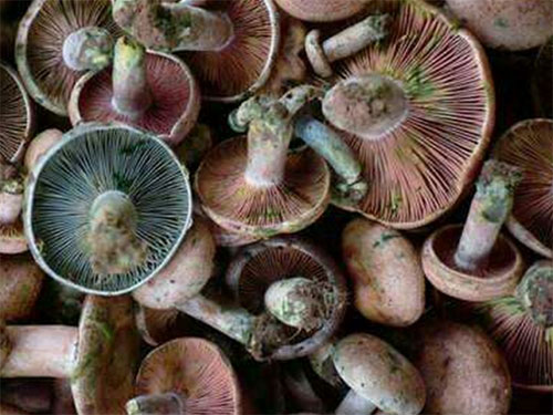 湖南創(chuàng)蕈農(nóng)業(yè)科技有限公司,懷化食用菌種植銷售,懷化羊肚菌種植銷售,懷化赤松茸種植銷售 湖南創(chuàng)蕈農(nóng)業(yè)科技有限公司,懷化食用菌種植銷售,懷化羊肚菌種植銷售,懷化赤松茸種植銷售