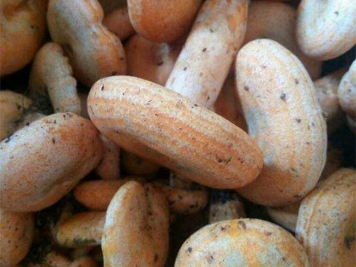 湖南創(chuàng)蕈農(nóng)業(yè)科技有限公司,懷化食用菌種植銷售,懷化羊肚菌種植銷售,懷化赤松茸種植銷售 湖南創(chuàng)蕈農(nóng)業(yè)科技有限公司,懷化食用菌種植銷售,懷化羊肚菌種植銷售,懷化赤松茸種植銷售